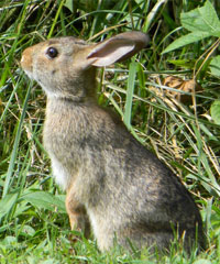 rabbit control bristol